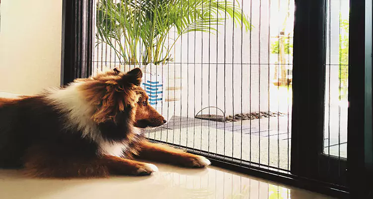 Sliding Screen Pet Door Repair in Coral Terrace, FL