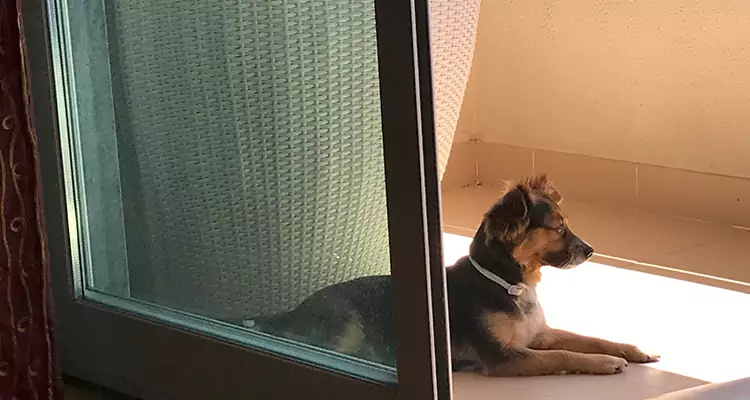 French Door Pet Screen Repair in Coral Terrace, FL